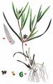 Sharp-Leaved Pondweed - Potamogeton acutifolius Link