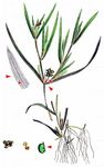 Spitzblättriges Laichkraut - Potamogeton acutifolius Link 