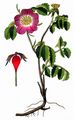 Red Rose Of Lancaster - Rosa gallica L.