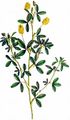 Large Trefoil - Trifolium aureum Pollich