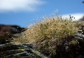 Curly Sedge - Carex curvula All.