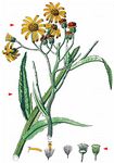 Sumpf-Greiskraut - Jacobaea paludosa (L.) G. Gaertn. & al. 