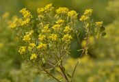 Silver Alison - Odontarrhena muralis (Waldst. & Kit.) Endl.