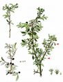 Rock Buckthorn - Rhamnus saxatilis Jacq.