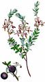 American Cranberry - Vaccinium macrocarpon Aiton