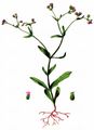 Narrow-Fruited Cornsalad - Valerianella dentata (L.) Pollich