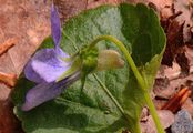 Common Dog-Violet - Viola riviniana Rchb.