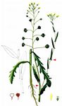 Gezähnter Leindotter - Camelina alyssum (Mill.) Thell. 