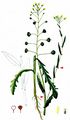 Flat-Seed False Flax - Camelina alyssum (Mill.) Thell.