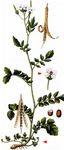 Bitteres Schaumkraut - Cardamine amara L. 