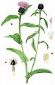 Common Knapweed - Centaurea nigra L.