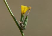Skeletonweed - Chondrilla juncea L.