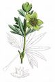 Green Hellebore - Helleborus viridis L. 