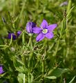 Gewöhnlicher Frauenspiegel - Legousia speculum-veneris (L.) Chaix