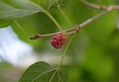 White Mulberry - Morus alba L.