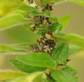 Eastern Pellitory-Of-The-Wall - Parietaria officinalis L.