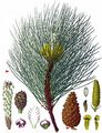 Austrian Pine, Corsican Pine - Pinus nigra J. F. Arnold