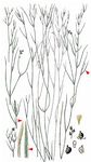 Haarförmiges Laichkraut - Potamogeton trichoides Cham. & Schltdl. 
