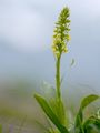 Small-White Orchid - Pseudorchis albida (L.) Á. Löve & D. Löve