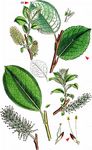 Harzer Weide - Salix bicolor Willd. 