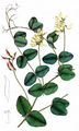 Pale-Flower Vetch - Vicia pisiformis L. 