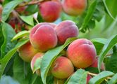 Prunus persica (Kultur-Pfirsich) - Früchte
