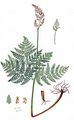 Rattlesnake Fern - Botrychium virginianum (L.) Sw.