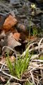 Soft-Leaved Sedge - Carex montana L.