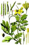 Gewöhnliches Schöllkraut - Chelidonium majus L. 