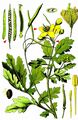 Greater Celandine - Chelidonium majus L.