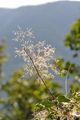 Smoke-Tree - Cotinus coggygria Scop.