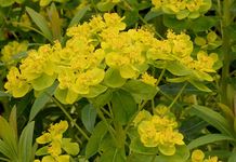 Wollige Wolfsmilch - Euphorbia illirica Lam. 