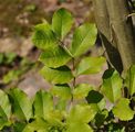 Manna Ash - Fraxinus ornus L.