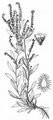 Nodding Stickseed - Hackelia deflexa (Wahlenb.) Opiz
