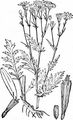 Hoary Ragwort - Jacobaea erucifolia (L.) G. Gaertn. & al.