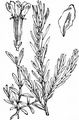 Grass-Poly - Lythrum hyssopifolia L.