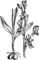 Fly Orchid - Ophrys insectifera L.