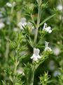 Winter Savory - Satureja montana L.