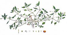 Common Chickweed - Stellaria media (L.) Cirillo