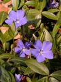 Kleines Immergrün - Vinca minor L.