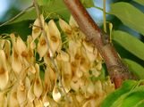 Götterbaum - Ailanthus altissima (Mill.) Swingle