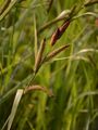 Lesser Pond-Sedge - Carex acutiformis Ehrh.