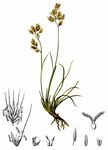 Niedriger Schwingel - Festuca quadriflora Honck. 