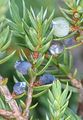 Common Juniper - Juniperus communis L.