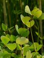 European Waterclover - Marsilea quadrifolia L.