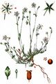 Spring Sandwort - Minuartia verna (L.) Hiern