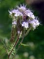 Rainfarn-Phazelie - Phacelia tanacetifolia Benth.