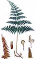 Bracken - Pteridium aquilinum (L.) Kuhn