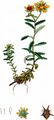 Yellow Saxifrage - Saxifraga aizoides L. 
