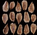 geflügelte Samen von Thuja plicata (Riesen-Lebensbaum)